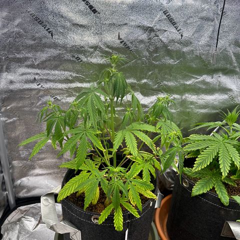 Vanilla  growlog timeline photo