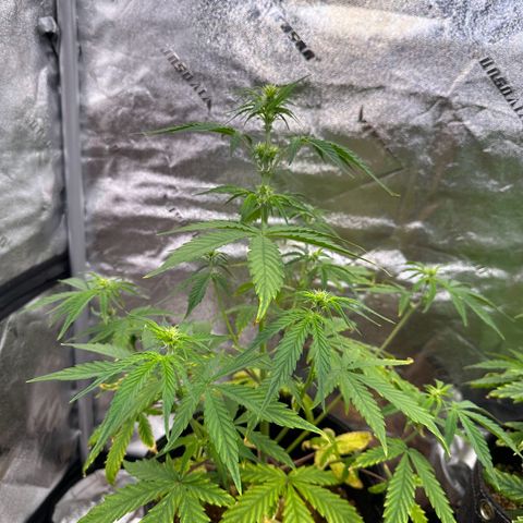 Vanilla  growlog timeline photo