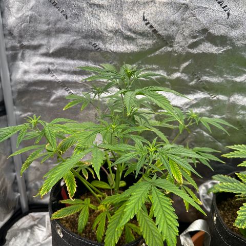 Vanilla  growlog timeline photo