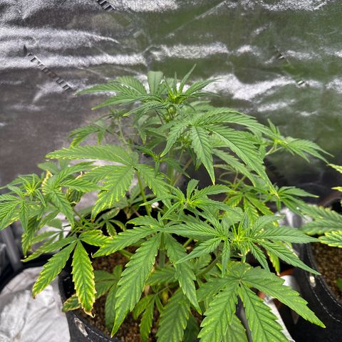Vanilla  growlog timeline photo