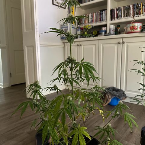 Vanilla  growlog timeline photo