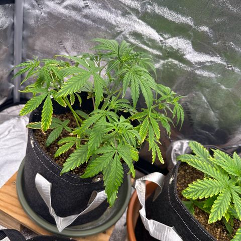 Vanilla  growlog timeline photo