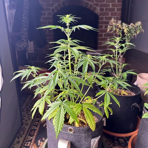 Vanilla  growlog timeline photo