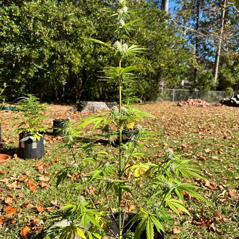 Vanilla  growlog timeline photo