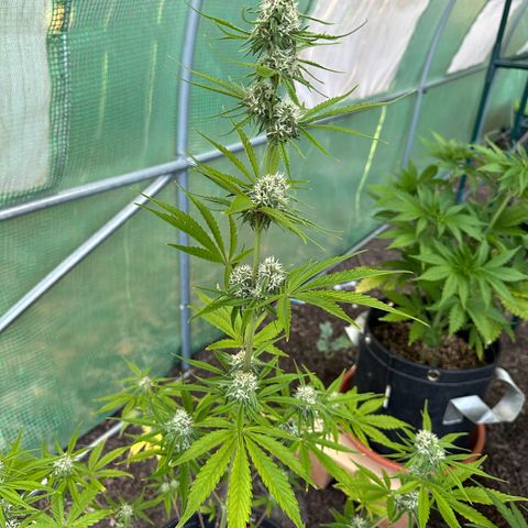 Vanilla  growlog timeline photo