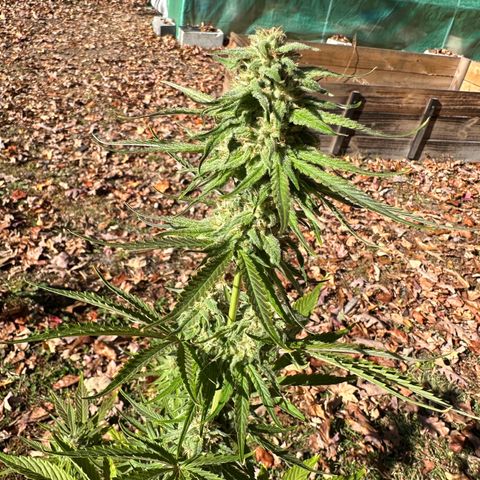 Vanilla  growlog timeline photo