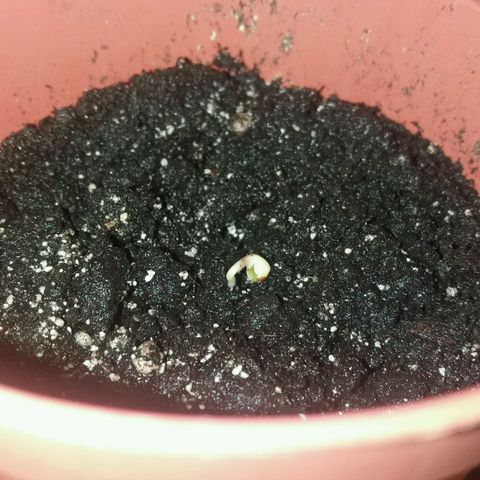 Любимка growlog timeline photo