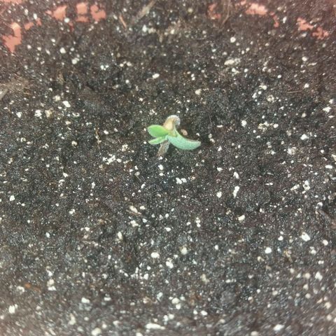 Любимка growlog photo: Что то отстает от своего родственника :(