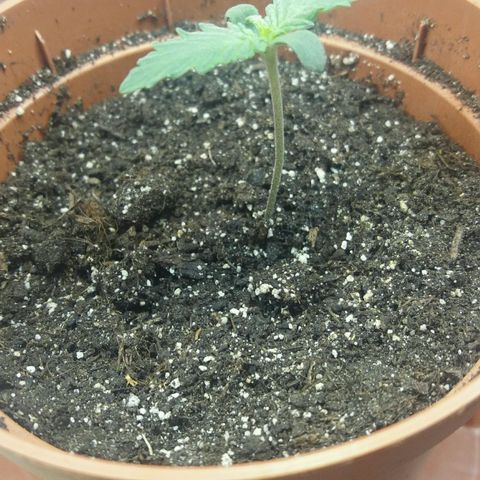 Любимка growlog timeline photo