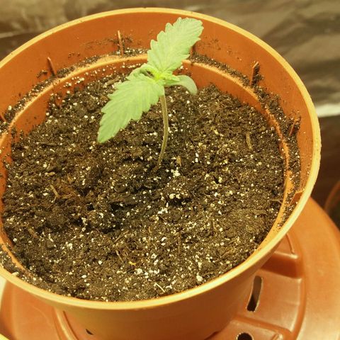 Любимка growlog timeline photo