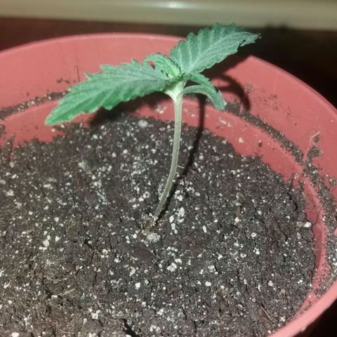 Любимка growlog photo: День десятый!!!