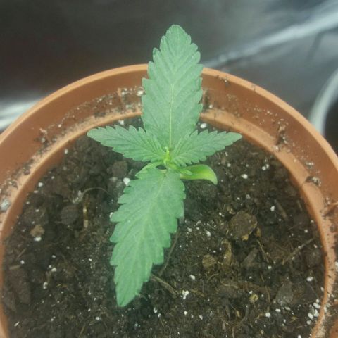 Любимка growlog photo: Беда случилась, медленно растет