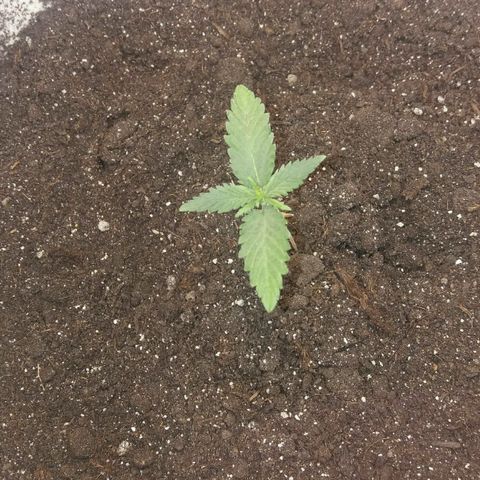 Любимка growlog photo: Оклемалась)