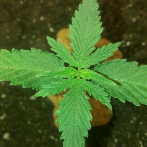 Любимка growlog timeline photo