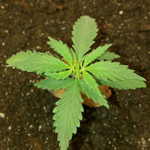 Любимка growlog photo: По немного оклемается 