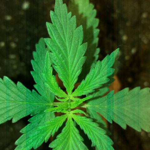 Любимка growlog timeline photo