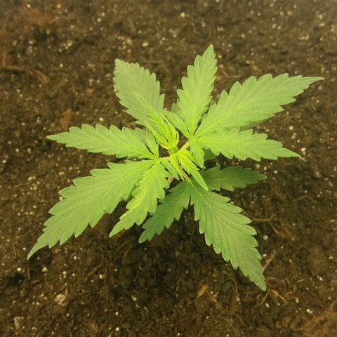 Любимка growlog timeline photo