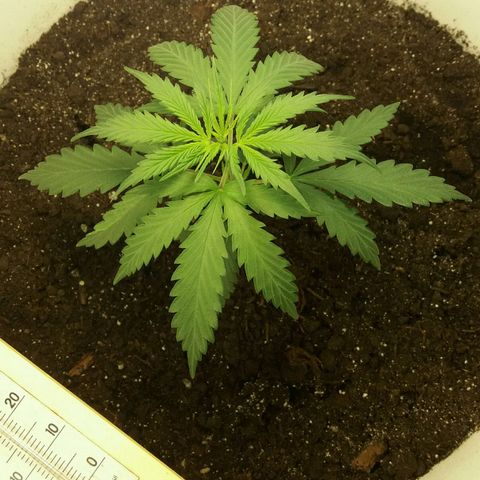 Любимка growlog timeline photo