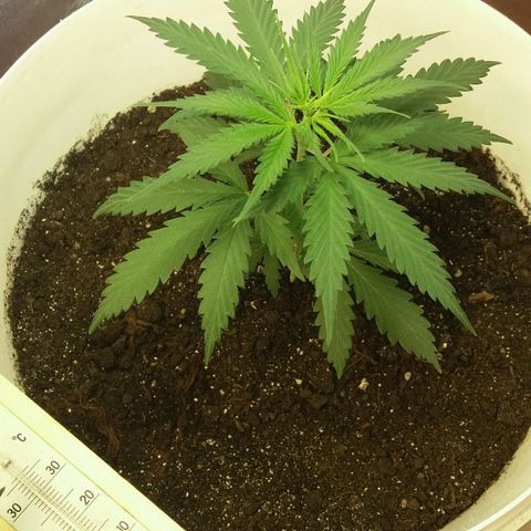 Любимка growlog timeline photo