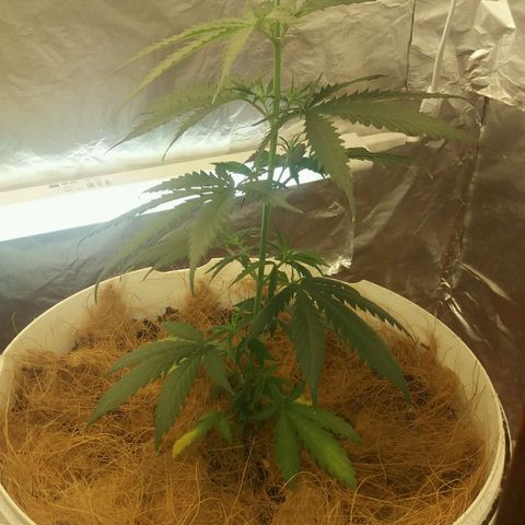 Любимка growlog timeline photo