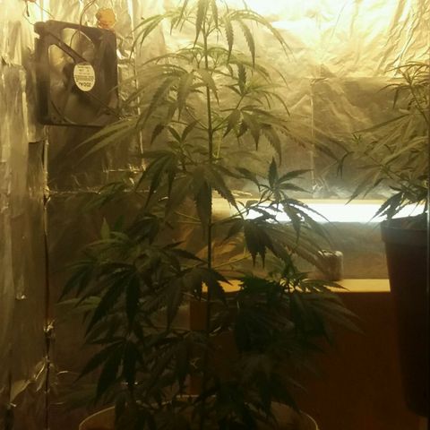 Любимка growlog timeline photo