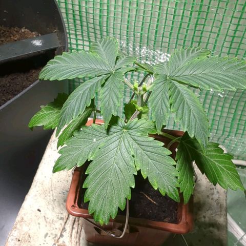 Skunk Haze  growlog photo: Veg. Phase