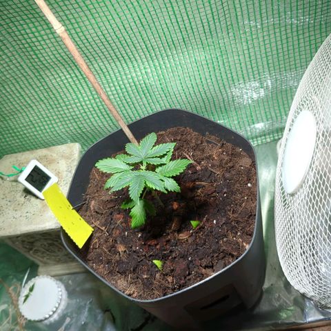 Skunk Haze  growlog photo: Umgetopft 