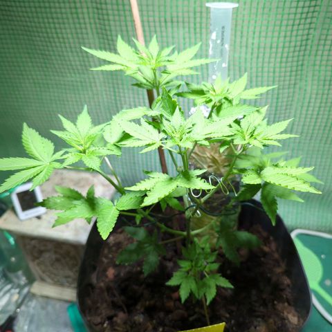 Skunk Haze  growlog photo: Gestern gedüngt und einen Steckling geschnitten+heute 2. Steckling schneiden