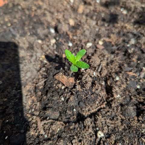 P.K.C. Outdoor  growlog photo: 1. Woche unter Becher-Triebhaus 