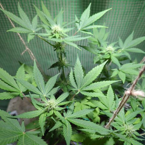 Skunk Haze  growlog timeline photo