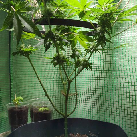 Skunk Haze  growlog photo: 1. Lollipop Schnitt & Spreiztring eingesetzt. 