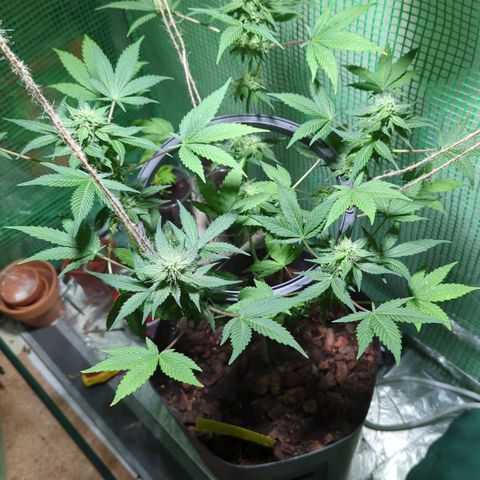 Skunk Haze  growlog photo: Aktueller Stand 