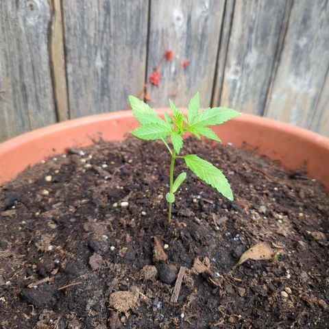 P.K.C. Outdoor  growlog photo: Aktueller Stand.