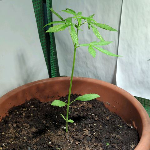 P.K.C. Outdoor  growlog timeline photo