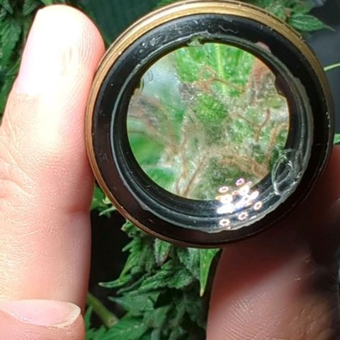 Skunk Haze  growlog timeline photo