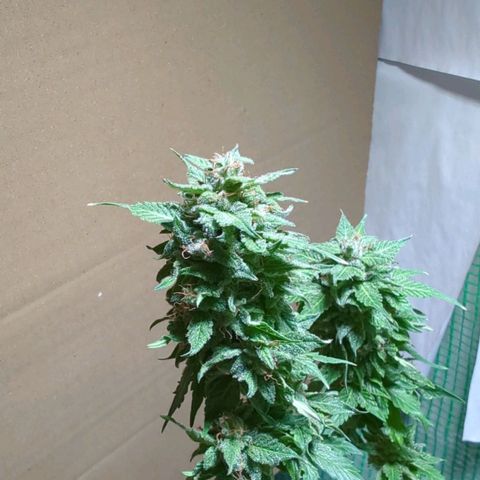 Skunk Haze  growlog photo: 1-2 Wochen vor Ernte 
