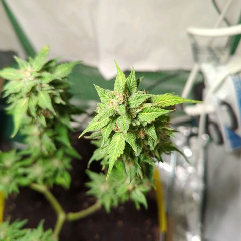 Skunk Haze  growlog timeline photo