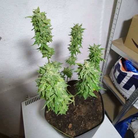 Skunk Haze  growlog photo: 40 Stunden im Keller 