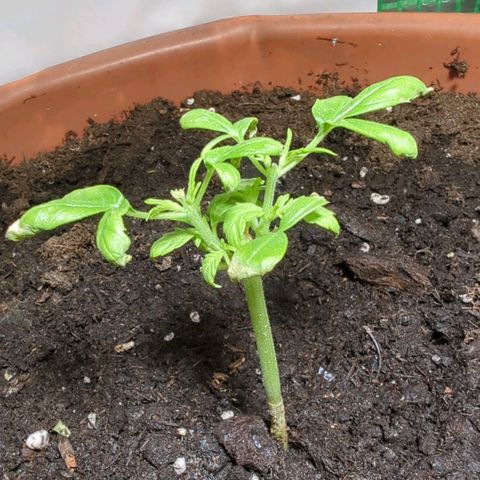 P.K.C. Outdoor  growlog photo: Veggie Phase Einleitung 