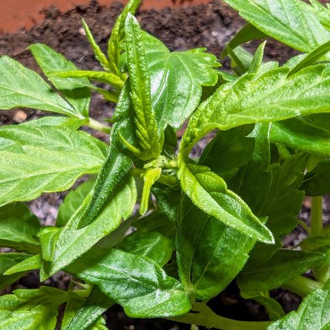 P.K.C. Outdoor  growlog timeline photo