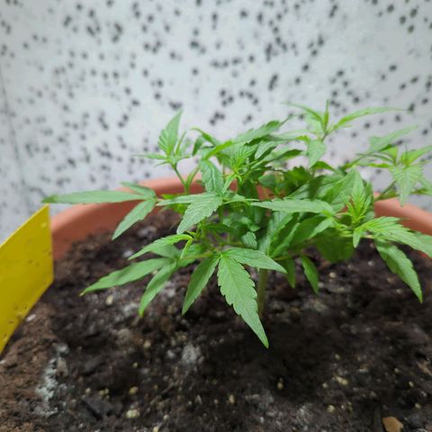 P.K.C. Outdoor  growlog timeline photo