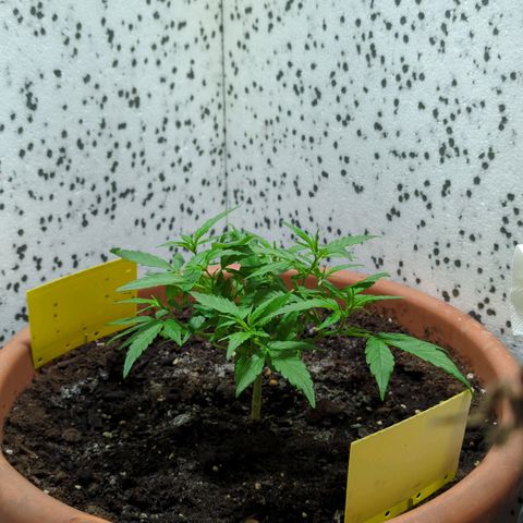 P.K.C. Outdoor  growlog timeline photo