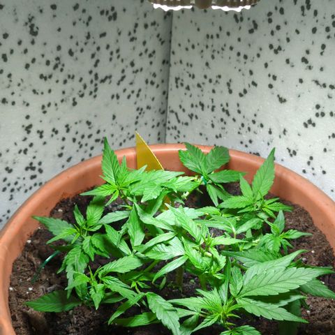 P.K.C. Outdoor  growlog photo: Aktueller Stand 