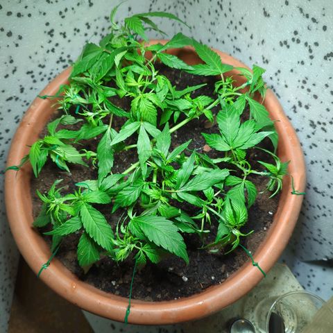 P.K.C. Outdoor  growlog photo: Aktueller Stand 