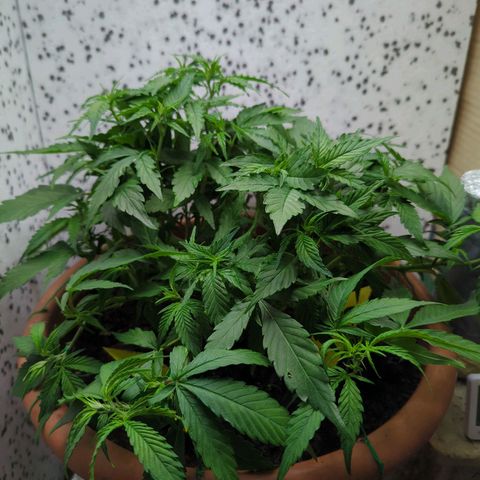P.K.C. Outdoor  growlog photo: Kleines Topping + LST 