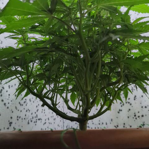 P.K.C. Outdoor  growlog photo: Einen Tag nach den Eingriffen. Aktueller Stand 