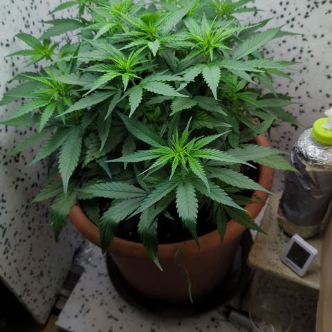 P.K.C. Outdoor  growlog timeline photo