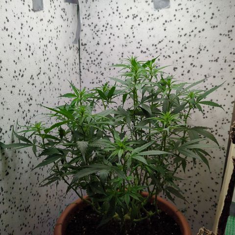 P.K.C. Outdoor  growlog photo: Heutige Änderungen festgehalten.