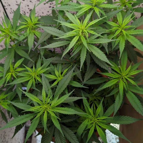 P.K.C. Outdoor  growlog photo: Nächster Tag nach "Stressstag"