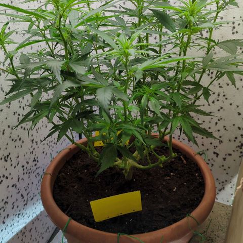 P.K.C. Outdoor  growlog timeline photo